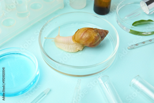 Petri dishes with Achatina ...