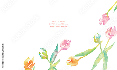 水彩画。水彩タッチのチューリップ背景。チューリップの春背景ベクターイラスト。Watercolor painting. Watercolor tulip background. Spring background vector illustration of tulips.