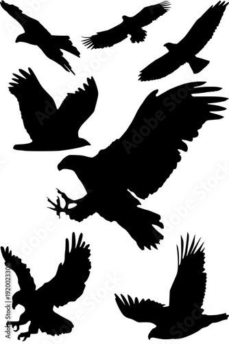 Wildlife bird of prey outline illustration, eagle mid-flight, detailed wing structure