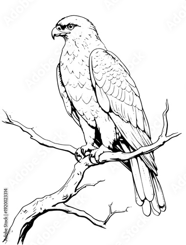 Wildlife bird of prey outline illustration, eagle mid-flight, detailed wing structure