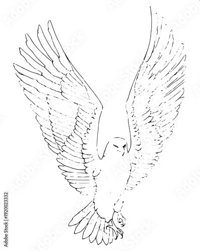 Wildlife bird of prey outline illustration, eagle mid-flight, detailed wing structure