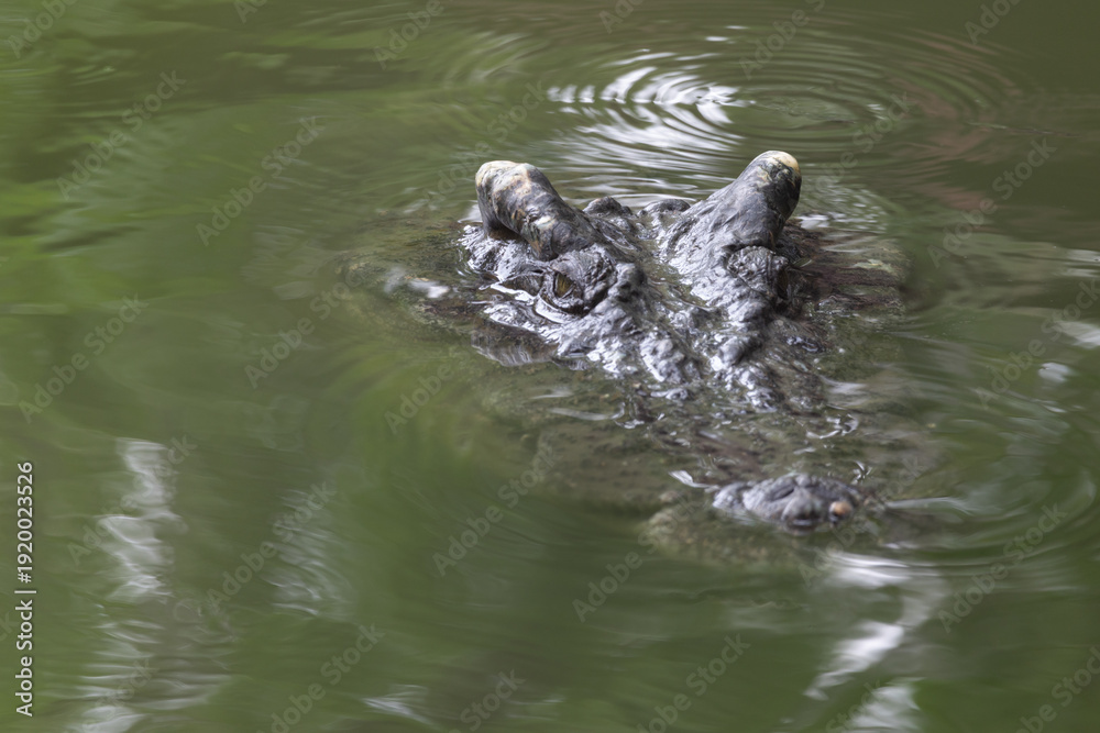 Fototapeta premium A crocodile is swimming in a body of water