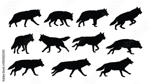 A collection of black silhouettes of wolves in various dynamic poses and positions isolated on white background, Vector