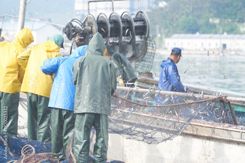 Anchovy Harvesting at Gijang Port
Description: Dynamic scene of fishermen shaking fresh anchovies off nets in Busan, Korea. Ideal for marine industry and seafood visuals.