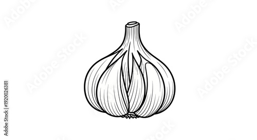 Hand-drawn illustration of a single garlic bulb, black and white sketch on white background