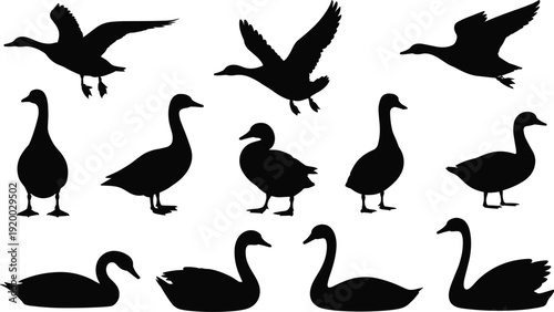 Waterfowl silhouette set with ducks and swans in flying, standing and swimming poses, black wildlife bird vectors isolated
