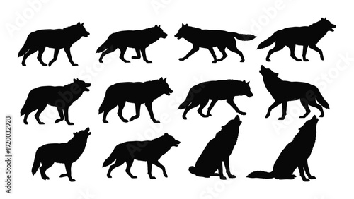 A diverse collection of wolves in various poses and stances as silhouettes isolated on white background, Vector