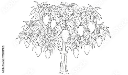 Hand drawn mango tree outline vector illustration isolated on white background for botanical, agricultural, and educational design