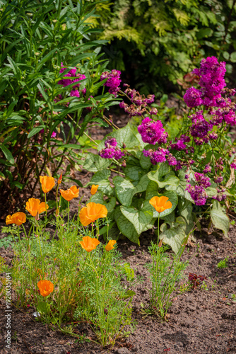 Vibrant orange poppies stand tall beside lush purple blooms in a cheerful garden under the sun