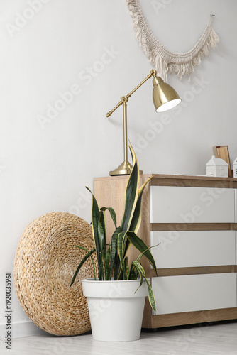 Sansevieria plant near ches...