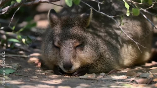 A peaceful Quokka is sleeping soundly under dappled shade in its natural habitat.