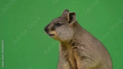 A curious Quokka stands alert, looking up and then turning its head on a vibrant green screen backdrop.