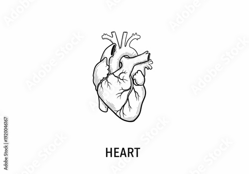 Human Heart Anatomical Illustration Detailed Drawing.