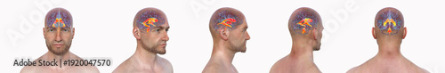 Foto Brain ventricular system, 3D illustration