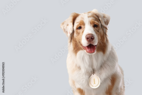 Cute Australian Shepherd do...