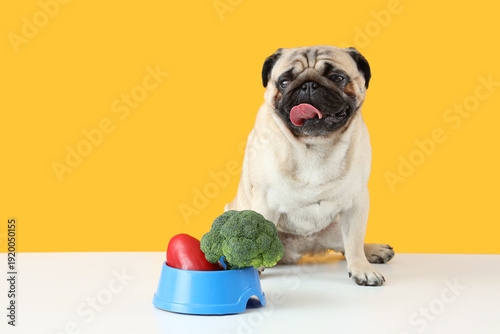 Cute pug dog and feeding bo...