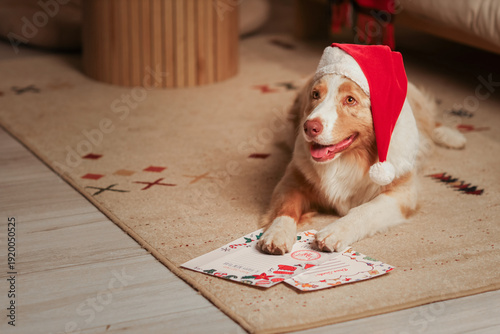 Cute Australian Shepherd do...