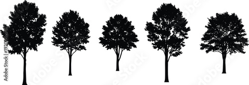 Set of black deciduous tree silhouettes with leafy branches and detailed trunks isolated on white background cad drawing flat vector illustration