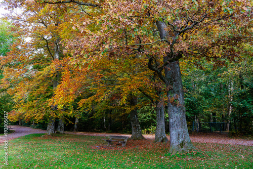 Autumn park landscape with colorful trees and wooden bench in tranquil setting