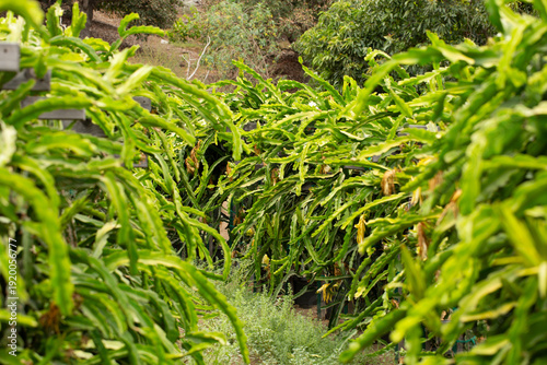A view looking down a row of dragon fruit plants, seen in Fallbrook, California.