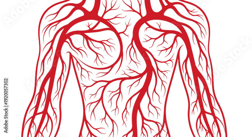 Human Heart Anatomy with Blood Vessels and Arteries.