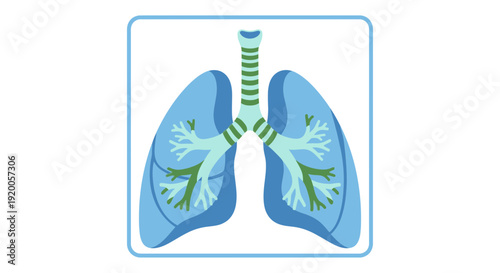 Human lungs anatomy illustration with trachea and bronchi.
