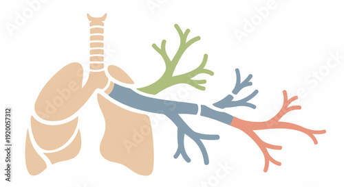 Human Respiratory System Diagram with Lungs and Bronchi.