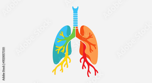 Human lungs anatomy colorful illustration medical diagram.