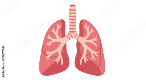 Human lungs anatomy illustration with trachea and bronchi.