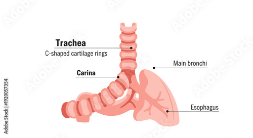 Detailed anatomical diagram of human trachea and esophagus.