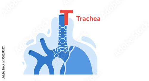Human Respiratory System Diagram with Trachea and Lungs.
