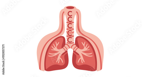Human lungs anatomy illustration with trachea and bronchi.