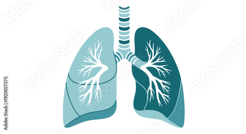 Human lungs anatomy illustration with trachea and bronchi.