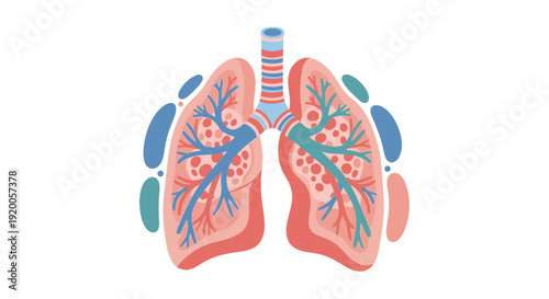 Human lungs anatomy illustration with trachea and bronchi.