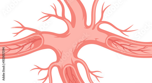 Human Bronchial Tree Medical Illustration Anatomy Diagram.