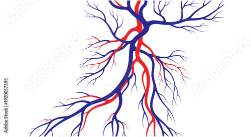 Digital illustration of branching blood vessels in red and blue.