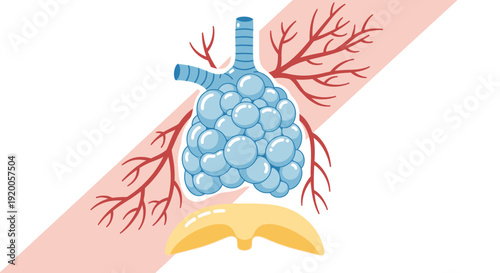 Human Lung Anatomy with Bronchi and Alveoli Illustration.