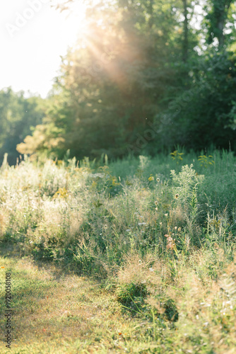Sunlit wild meadow edge with soft grasses and forest background