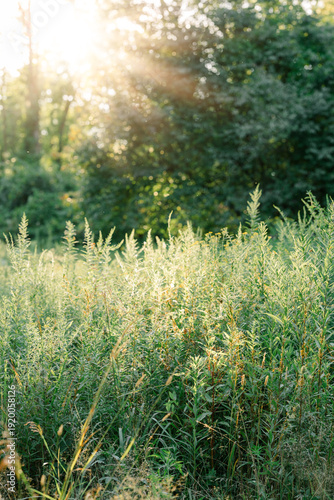 Sunlit meadow plants glowing softly at golden hour