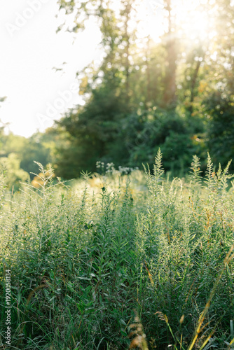 Sunlit meadow plants glowing softly at golden hour