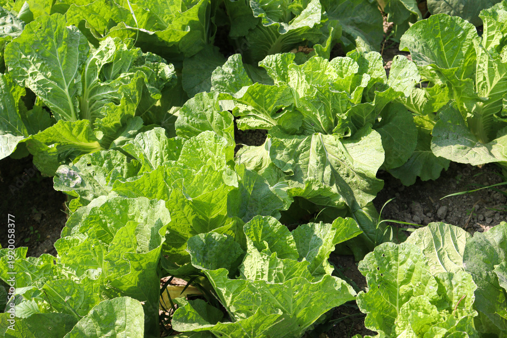 Fototapeta premium green colored lettuce farm on field