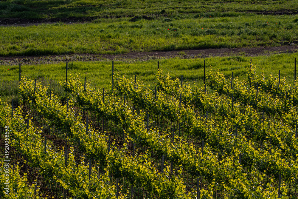 Naklejka premium Vineyard in georgian wine region Kakheti
