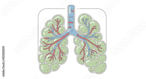 Human lungs anatomy illustration with trachea and bronchi.