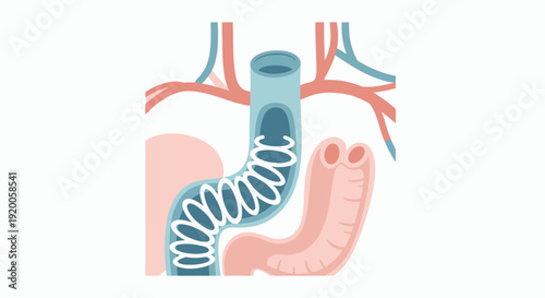 Illustration of human digestive system anatomy with stomach and intestines.