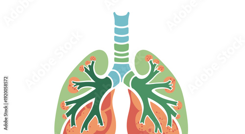 Human lungs anatomy illustration with trachea and bronchi.