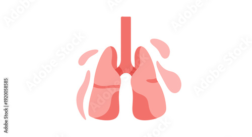 Human lungs anatomy illustration in red on white background.
