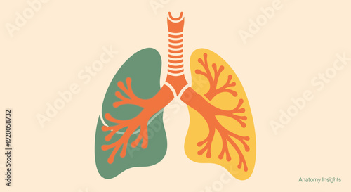 Human lungs anatomy illustration with colored lobes and bronchi.