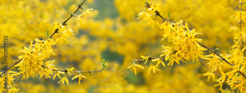 beautiful spring nature background with yellow forsythia flowers, blossoming decorative shrub. blooming branches of floral forsythia bush. Forsythia suspensa, weeping forsythia or golden-bell. banner