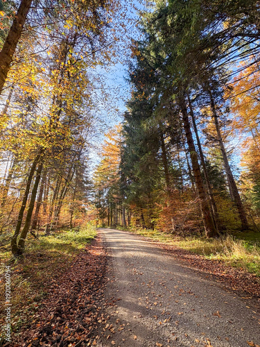 Golden autumn tree canopy against cloudy sky in vibrant fall colors