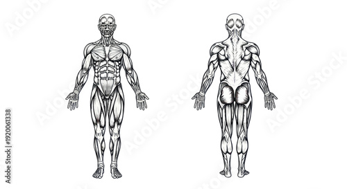 Human Anatomy Muscle Diagram Front and Back View - Detailed Illustration